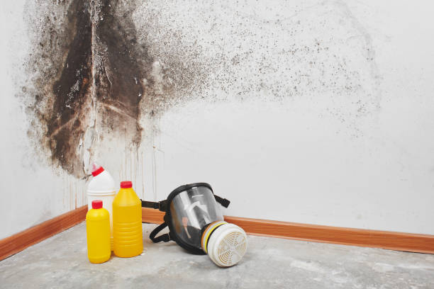 Best Attic Mold Removal  in Lindsborg, KS