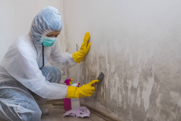 Best Commercial Mold Inspection  in Lindsborg, KS