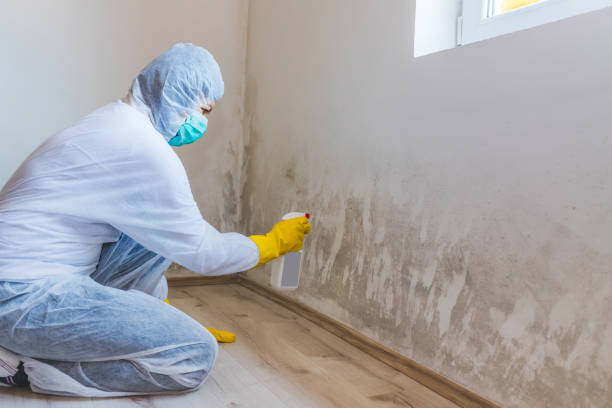 Best Mold Damage Restoration  in Lindsborg, KS