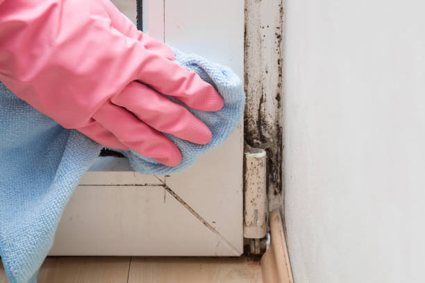 Best Forensic Mold Investigation  in Lindsborg, KS